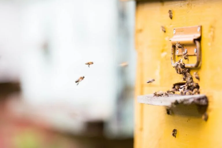 Banking And Bees